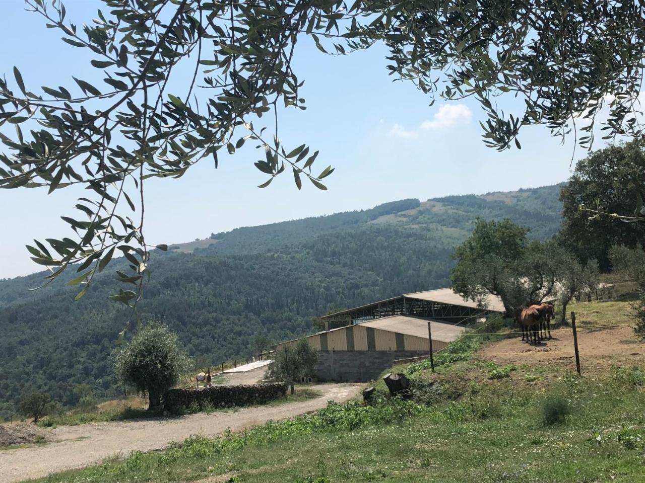 Az.Agr. Il Cavalleggero Campiglia d'Orcia Luaran gambar